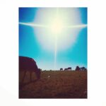 Perdita Weeks Instagram - The herd I am currently running with