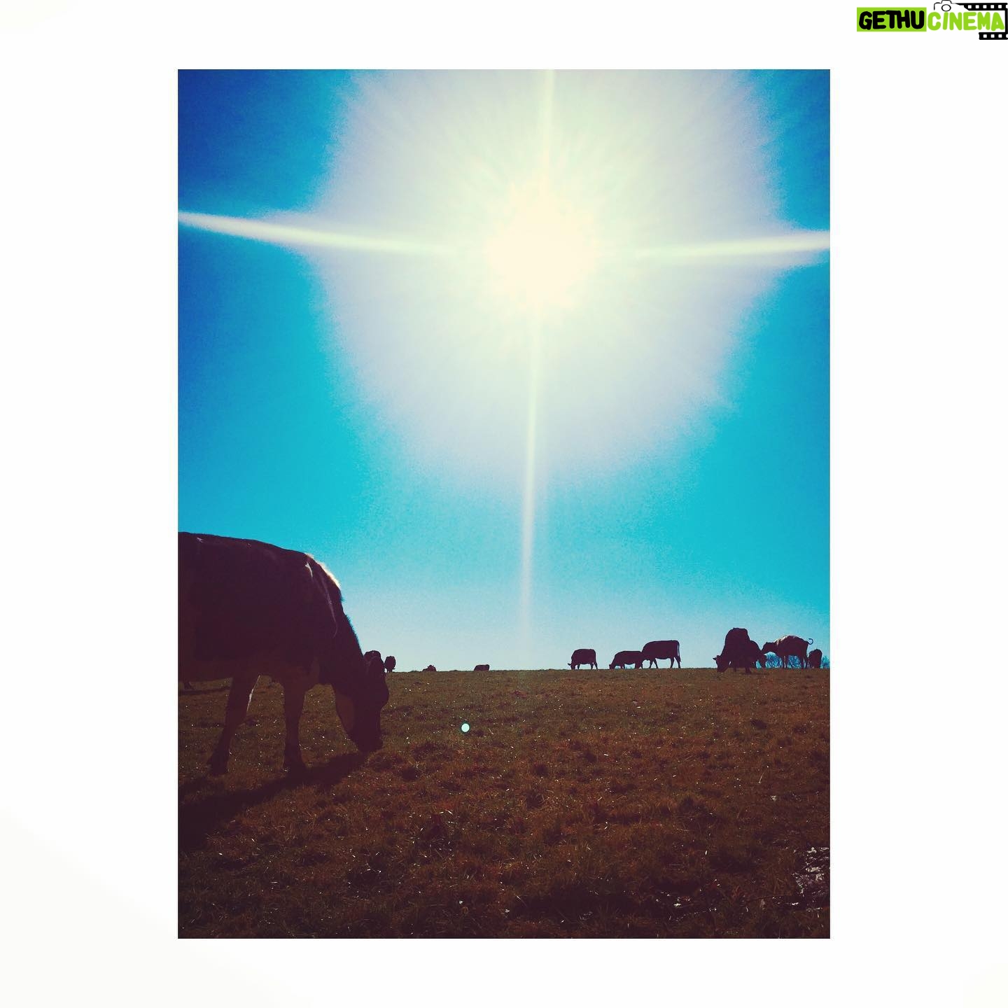 Perdita Weeks Instagram - The herd I am currently running with