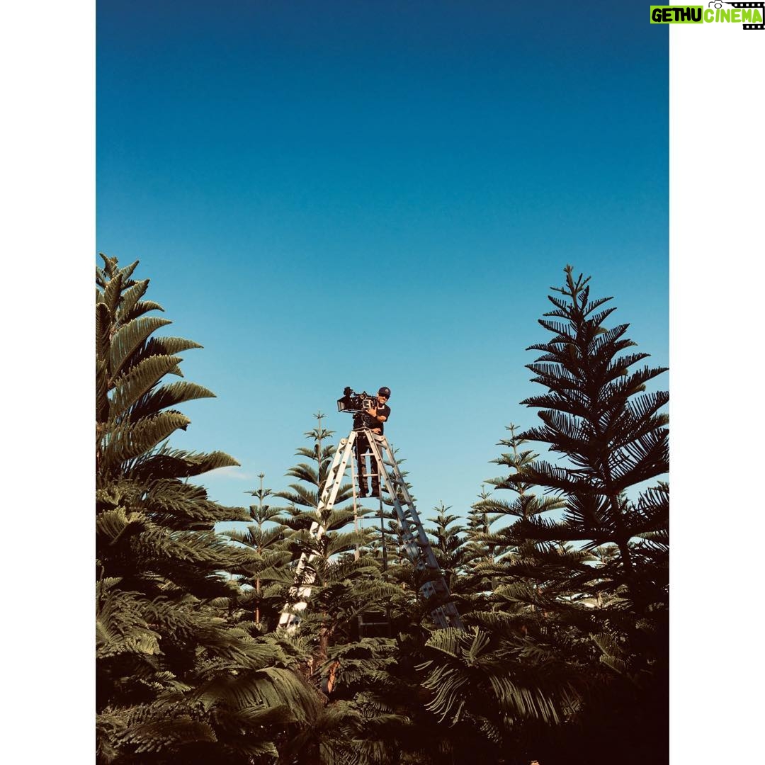 Perdita Weeks Instagram - Our Scotty tree topping this fine morn