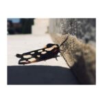 Perdita Weeks Instagram - All dressed up and nowhere to go. I feel you, bud.