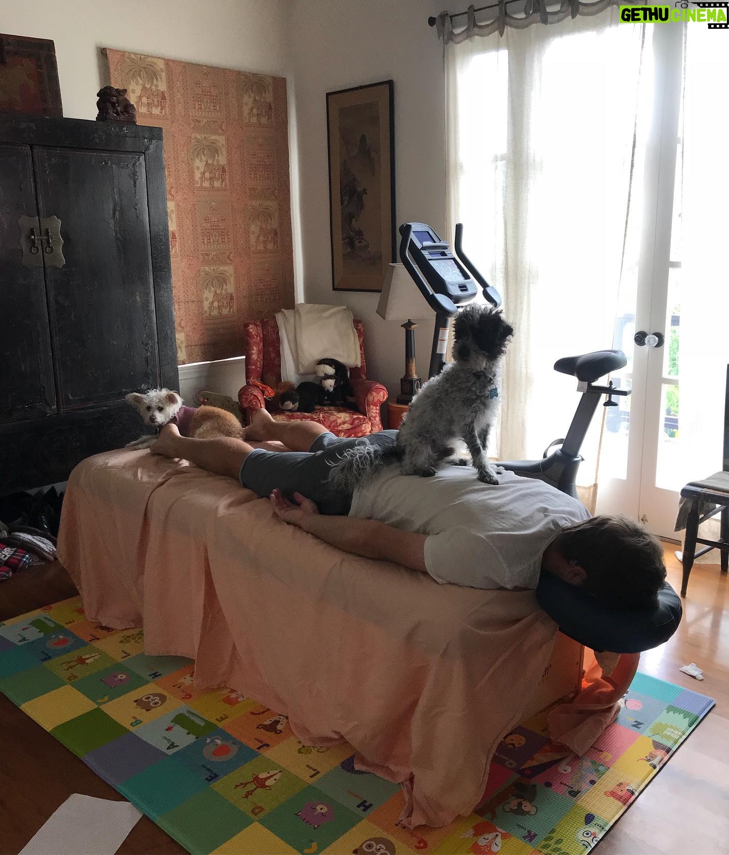 Perrey Reeves - 315 Likes - When the bedroom becomes the gym/spa/school/dog daycare...epicenter of the House. (Also when you’re so desperate for a massage that even a dog walking on your back is encouraged) #quarantinelife #rescuedogs #adoptdontshop #roosterandjunip @aaronfoxtennis ❤️