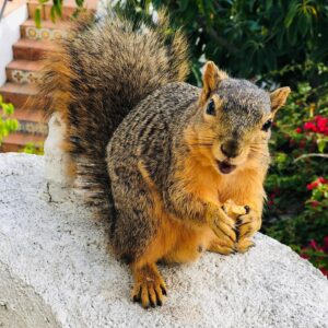 Perrey Reeves Instagram - We are squirrel people. Who needs Tiger King when we have our own squirrel training to do! This one is the most fearless of the group actually wants to play with the dogs! There is one with a little scar on his nose who will take a nut out of my hand but not quite as bold and then there are a few smaller ones who are a little bit afraid. We set a feeder up right outside of our kitchen and they can look in the window and eat while we’re eating and I think they’ve just become so used to us. ❤️❤️❤️❤️