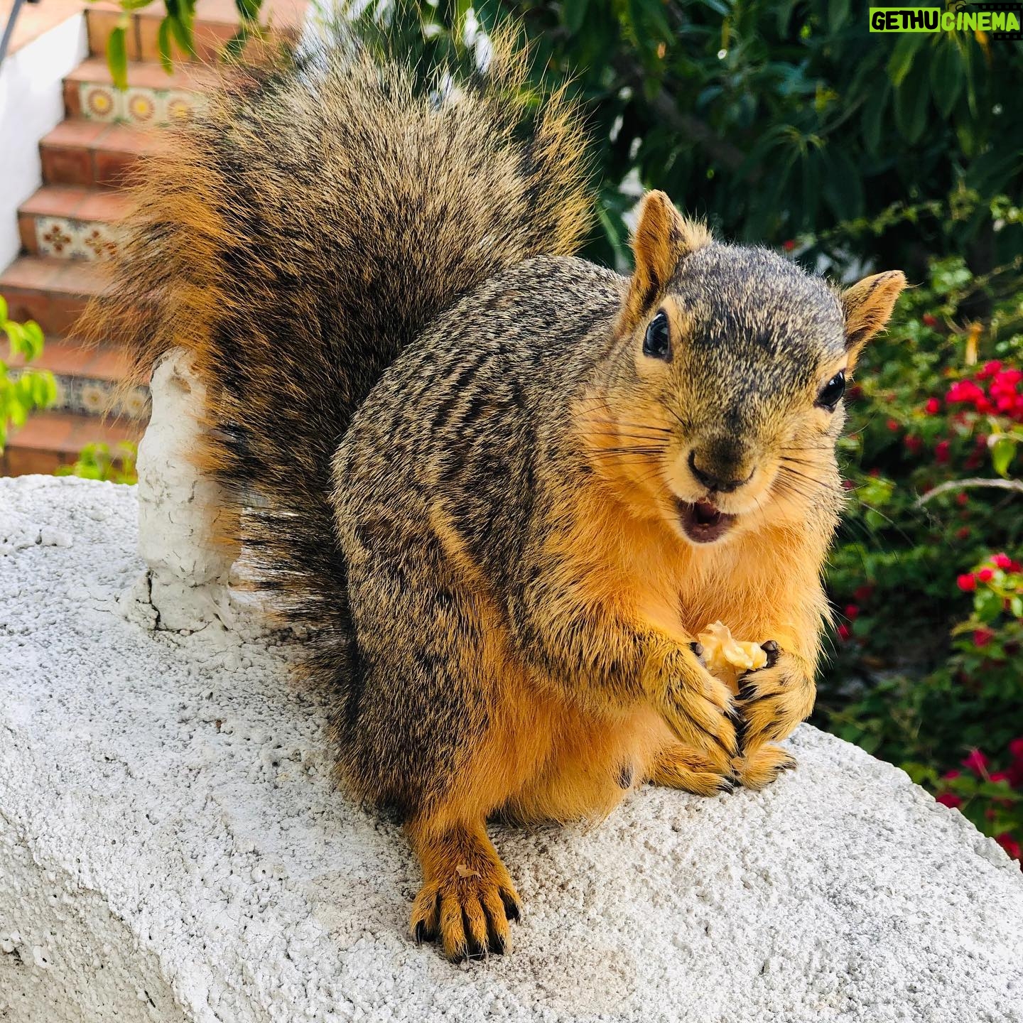 Perrey Reeves - 401 Likes - We are squirrel people. Who needs Tiger King when we have our own squirrel training to do! This one is the most fearless of the group actually wants to play with the dogs! There is one with a little scar on his nose who will take a nut out of my hand but not quite as bold and then there are a few smaller ones who are a little bit afraid. We set a feeder up right outside of our kitchen and they can look in the window and eat while we’re eating and I think they’ve just become so used to us. ❤️❤️❤️❤️