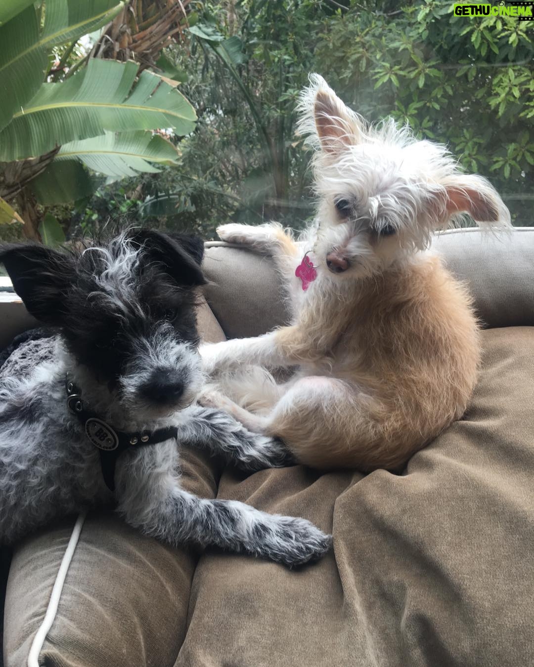Perrey Reeves - 387 Likes - OK I’m completely remiss in posting on #rescuedog day! Here are our 2 rescues in Los Angeles. We have other lovely rescues at #thesanctuaryattworivers ❤️! #junipandrooster
I will be rescuing animals until the day I die!
