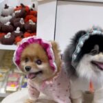 Pimonwan Hoonthongkam Instagram - 🐕‍🦺🦮🐕🐕‍🦺 ♥️ #petexpo2024