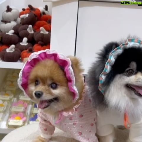 Pimonwan Hoonthongkam Instagram - 🐕🦺🦮🐕🐕🦺 ♥️ #petexpo2024
