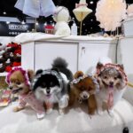 Pimonwan Hoonthongkam Instagram - 🐕‍🦺🦮🐕🐕‍🦺 ♥️ #petexpo2024