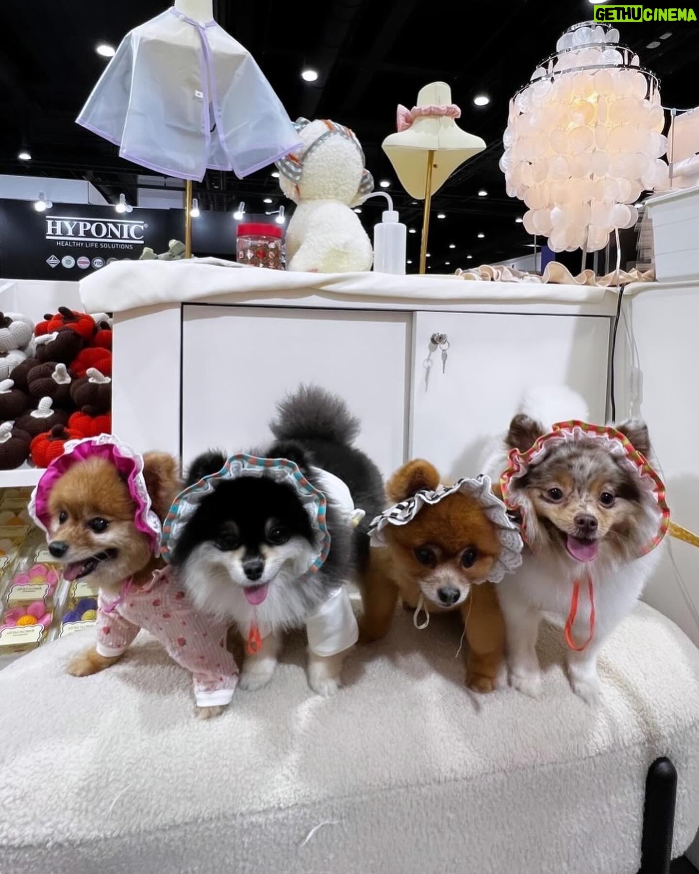 Pimonwan Hoonthongkam Instagram - 🐕🦺🦮🐕🐕🦺 ♥️ #petexpo2024