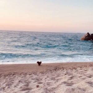 Pinelopi Plaka Instagram - Ελα παιδιά σιγά σιγά σα να βλέπω το τέλος του καλοκαιριού να πλησιάζει.Επίσημα 23 Σεπτέμβρη  το χαιρετάμε  και να τι θα μου λείψει περισσότερο. Αυτή η ανεμελιά, τα καρπούζια στην παραλία, οι μέλισσες 🐝🐝 που κάνουν πάρτυ disco γύρω σου, το σκυλί μου να τρέχει χαρούμενο και ελεύθερο σε σημείο να παθαίνω 7 εγκεφαλικά από το φόβο μην το πάρει το κύμα(είναι και μια στάλα), το να μη σε νοιάζει αν έχεις βάλει μπενζινά, το να μένεις από μπενζίνα, το να μη βρίσκεις μπενζιναδικο αλλά να μη σε νοιαζει κιόλας..γιατί μόλις σου χαρίστηκε το πιο όμορφο ηλιοβασίλεμα του κόσμου σου. Ετούτα και αλλά πολλά θα περιμένω. Ξανά. 🕊️ 📸
 ___________________________________________________

#summer #summerstories #islandlife #vacation #makingmemories #beachlife #poodle #calmness #relaxing #memories