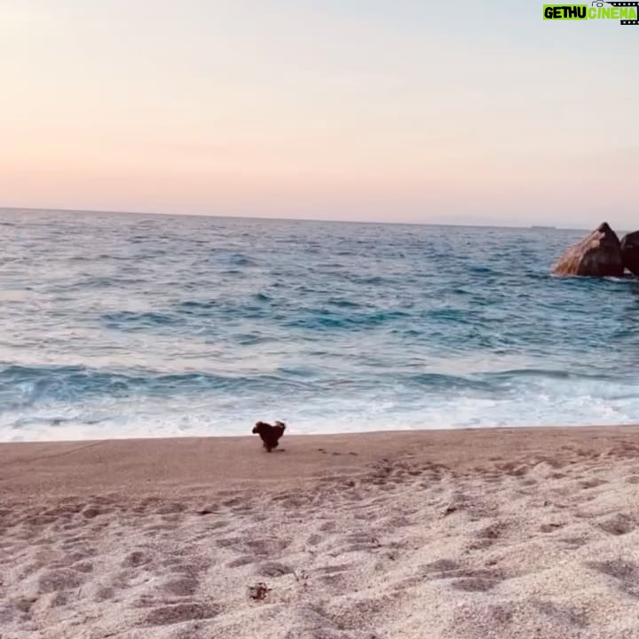 Pinelopi Plaka - 7.7K Likes - Ελα παιδιά σιγά σιγά σα να βλέπω το τέλος του καλοκαιριού να πλησιάζει.Επίσημα 23 Σεπτέμβρη το χαιρετάμε και να τι θα μου λείψει περισσότερο. Αυτή η ανεμελιά, τα καρπούζια στην παραλία, οι μέλισσες 🐝🐝 που κάνουν πάρτυ disco γύρω σου, το σκυλί μου να τρέχει χαρούμενο και ελεύθερο σε σημείο να παθαίνω 7 εγκεφαλικά από το φόβο μην το πάρει το κύμα(είναι και μια στάλα), το να μη σε νοιάζει αν έχεις βάλει μπενζινά, το να μένεις από μπενζίνα, το να μη βρίσκεις μπενζιναδικο αλλά να μη σε νοιαζει κιόλας..γιατί μόλις σου χαρίστηκε το πιο όμορφο ηλιοβασίλεμα του κόσμου σου. Ετούτα και αλλά πολλά θα περιμένω. Ξανά. 🕊️ 📸
___________________________________________________
#summer #summerstories #islandlife #vacation #makingmemories #beachlife #poodle #calmness #relaxing #memories