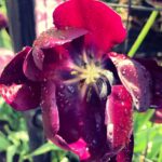 Piper Perabo Instagram - Early summer.