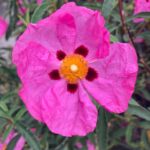 Piper Perabo Instagram - Cistus purpureus, orchid rockrose. #spring #nofilter