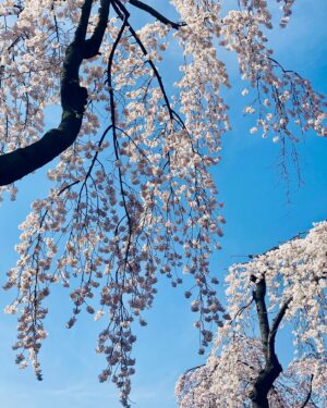 Piper Perabo Instagram - The cherry blossoms have begun to bloom here in Seoul and it feels like a celebration. Every shop has a cherry blossom pastry or drink, I even saw cherry blossom popcorn. Families are dressed up, doing portraits in front of the most beautiful draped pink trees and the birds are hidden singing in the blush. 🌸🌸🌸🌸🌸🌸🌸 hope there is something beautiful blooming where you are. 💗 #Seoul #CherryBlossom