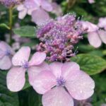 Piper Perabo Instagram - Hydrangea season begins. “He called hydrangeas purple. And they were. Not fixed and deadly, (like a curving line That merely makes a ring). It was a purple changeable to see. And so hydrangeas came to be.” -Wallace Stevens – first stanza of Anecdote of the Abnormal