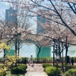 Piper Perabo Instagram - The cherry blossoms have begun to bloom here in Seoul and it feels like a celebration. Every shop has a cherry blossom pastry or drink, I even saw cherry blossom popcorn. Families are dressed up, doing portraits in front of the most beautiful draped pink trees and the birds are hidden singing in the blush. 🌸🌸🌸🌸🌸🌸🌸 hope there is something beautiful blooming where you are. 💗 #Seoul #CherryBlossom