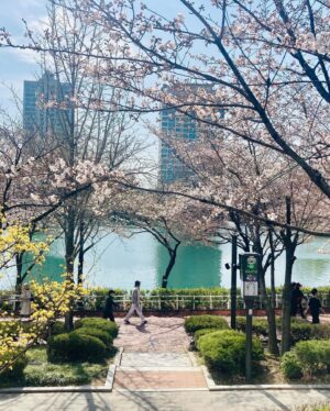 Piper Perabo Instagram - The cherry blossoms have begun to bloom here in Seoul and it feels like a celebration. Every shop has a cherry blossom pastry or drink, I even saw cherry blossom popcorn. Families are dressed up, doing portraits in front of the most beautiful draped pink trees and the birds are hidden singing in the blush. 🌸🌸🌸🌸🌸🌸🌸 hope there is something beautiful blooming where you are. 💗 #Seoul #CherryBlossom