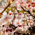 Piper Perabo Instagram - The cherry blossoms have begun to bloom here in Seoul and it feels like a celebration. Every shop has a cherry blossom pastry or drink, I even saw cherry blossom popcorn. Families are dressed up, doing portraits in front of the most beautiful draped pink trees and the birds are hidden singing in the blush. 🌸🌸🌸🌸🌸🌸🌸 hope there is something beautiful blooming where you are. 💗 #Seoul #CherryBlossom