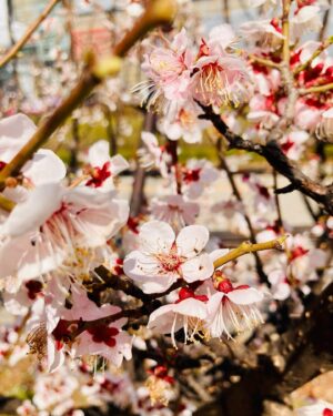 Piper Perabo Instagram - The cherry blossoms have begun to bloom here in Seoul and it feels like a celebration. Every shop has a cherry blossom pastry or drink, I even saw cherry blossom popcorn. Families are dressed up, doing portraits in front of the most beautiful draped pink trees and the birds are hidden singing in the blush. 🌸🌸🌸🌸🌸🌸🌸 hope there is something beautiful blooming where you are. 💗 #Seoul #CherryBlossom