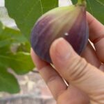 Poh Ling Yeow Instagram – Brown turkey figs! Ripper crop of 4. Have about 8 more on the tree 😂. Like I always say. Better than a kick in the bum! Apologies for my unco camera work. May have got a bit excited with picking and my ambidextetity went out the window 😅

#figs #gardening #homegrown #vegepatch #organic #gardener