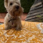 Poh Ling Yeow Instagram - Laser focussed for 5 minutes straight 😅🐨🧵 #rhinoandtim #scottie #scottiesofinstagram #scottishterrier #scottishterriersofinstagram #dogsofinstagram #wheatenscottie