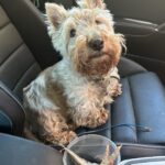 Poh Ling Yeow Instagram - 10 minutes ALONE in the car with his defrosting dinner half the distance to Aunty Kim’s is the time it took for Tim to notice the chicken feet and raw sardines. He’s a sure contender for cutest but not necessarily the sharpest tool in the shed.