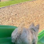 Poh Ling Yeow Instagram - I thought this would be fun but it turns out I’m an unfit mother. It’s lucky sausage rolls are ergonomically sound for tumbling 😑 #scottie #scottiesofinstagram #wheatenscottie #scottishterrier #scottishterriersofinstagram #dogsofinstagram