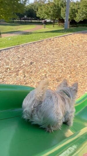 Poh Ling Yeow Instagram - I thought this would be fun but it turns out I’m an unfit mother. It’s lucky sausage rolls are ergonomically sound for tumbling 😑

#scottie #scottiesofinstagram #wheatenscottie #scottishterrier #scottishterriersofinstagram #dogsofinstagram