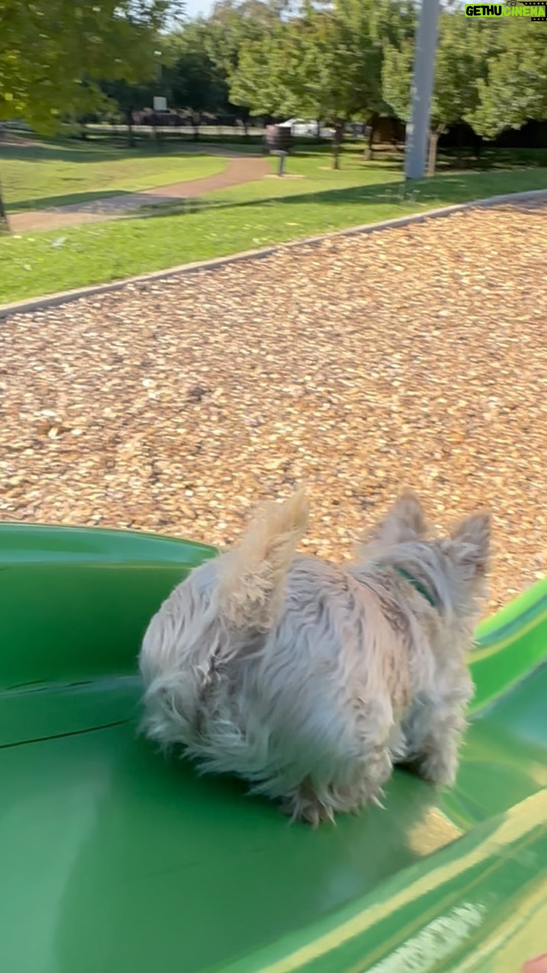 Poh Ling Yeow - 7.6K Likes - I thought this would be fun but it turns out I’m an unfit mother. It’s lucky sausage rolls are ergonomically sound for tumbling 😑
#scottie #scottiesofinstagram #wheatenscottie #scottishterrier #scottishterriersofinstagram #dogsofinstagram