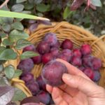 Poh Ling Yeow Instagram – For me, Summer in Australia is all about the stone fruit 🤩. Just a small but quality yield of Santa Rosa plums this year.