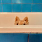 Poh Ling Yeow Instagram - 🛁 the loaf doesn’t like baths much 🫢 #scottie #scottiesofinstagram ##wheatenscottie #scottishterrier #scottishterriersofinstagram #dogsofinstagram