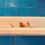 Poh Ling Yeow Instagram - 🛁 the loaf doesn’t like baths much 🫢 #scottie #scottiesofinstagram ##wheatenscottie #scottishterrier #scottishterriersofinstagram #dogsofinstagram