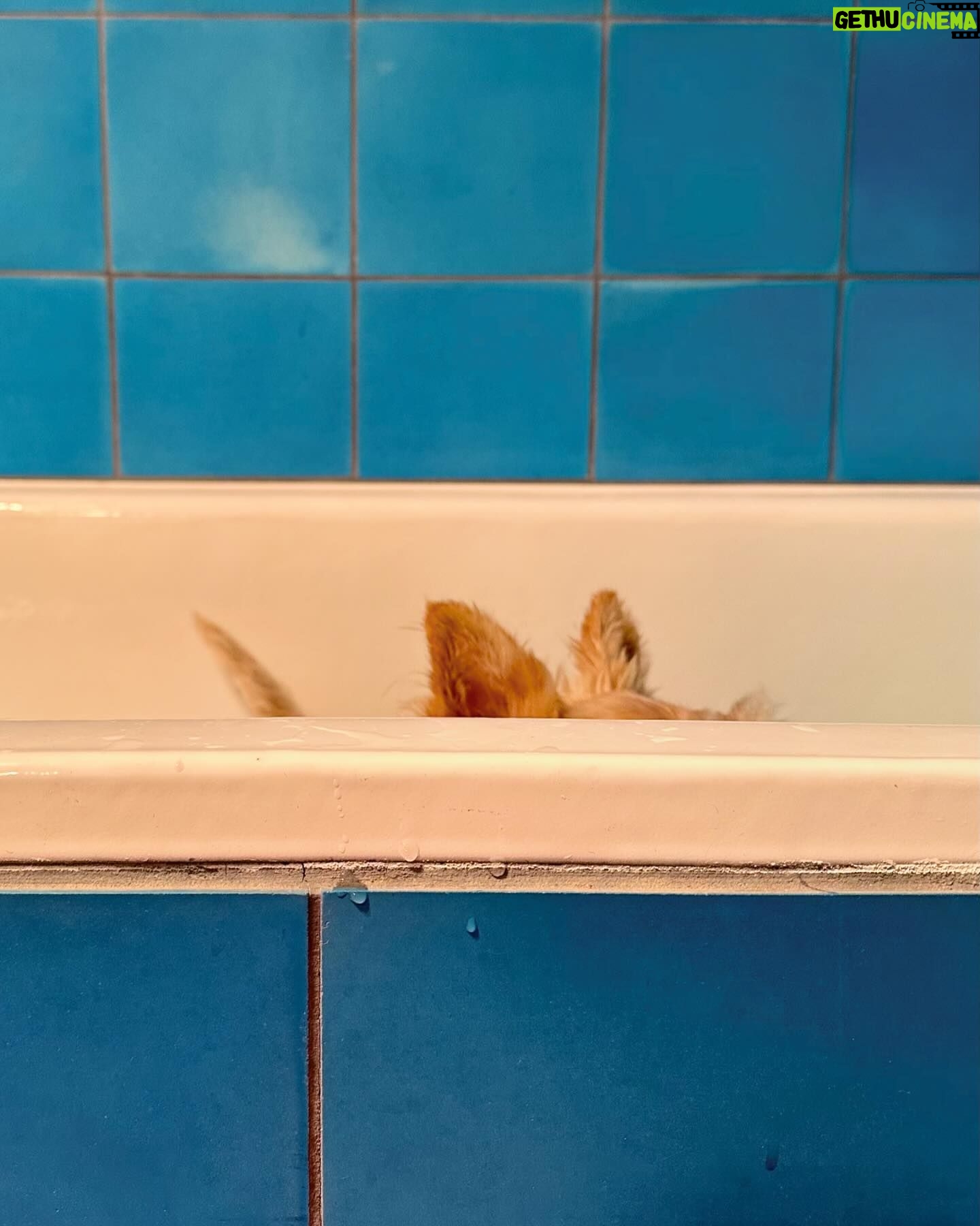 Poh Ling Yeow - 6.8K Likes - 🛁 the loaf doesn’t like baths much 🫢
#scottie #scottiesofinstagram ##wheatenscottie #scottishterrier #scottishterriersofinstagram #dogsofinstagram