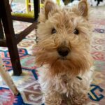 Poh Ling Yeow Instagram - 💇🏻‍♀️=😤 Lil loaf is salty I removed some eyebrow and beard. #rhinoandtim #scottie #wheatenscottie #scottiesofinstagram #scottishterrier #scottishterriersofinstagram #dogsofinstagram