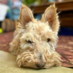 Poh Ling Yeow Instagram - 💇🏻‍♀️=😤 Lil loaf is salty I removed some eyebrow and beard. #rhinoandtim #scottie #wheatenscottie #scottiesofinstagram #scottishterrier #scottishterriersofinstagram #dogsofinstagram