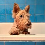 Poh Ling Yeow Instagram - 🛁 the loaf doesn’t like baths much 🫢 #scottie #scottiesofinstagram ##wheatenscottie #scottishterrier #scottishterriersofinstagram #dogsofinstagram