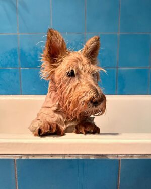 Poh Ling Yeow Instagram - 🛁 the loaf doesn’t like baths much 🫢

#scottie #scottiesofinstagram ##wheatenscottie #scottishterrier #scottishterriersofinstagram #dogsofinstagram