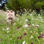 Poh Ling Yeow Instagram - My sunshine kid 🌈. How gorgeous are those wild pincushion flowers 🌸? #scottie #scottiesofinstagram #scottishterrier #scottishterriersofinstagram #wheatenscottie #dogsofinstagram