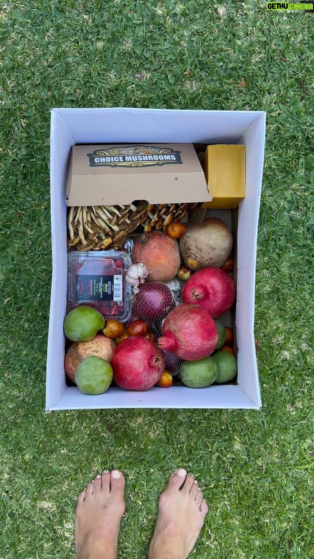 Poh Ling Yeow Instagram - Fave thing after big @adelfarmmarket day is to admire my haul and take pics for a potential painting. Thank u everyone for coming out and making it a sell out today. How stupidly charming was the weather? It was so nice to be back and piping my arse off back of house @_jamface_ just the way I like it ππ. Iβm excited for the colder months to roll around so we have an excuse to swaddle up and comfort eat π₯°. I forgot my words. I wanted to say the sapote tastes like custard apple. And yes when theyβre ripe, I will cut them open to show u π *BIG NOTE: do not eat skin & esp the pips - the pips are poisonous.