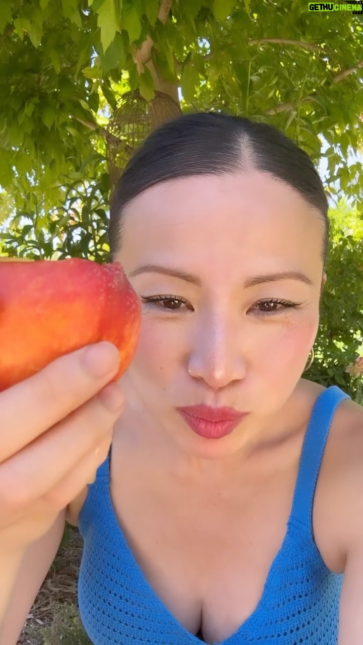 Poh Ling Yeow - 5.9K Likes - I’ve literally never eaten a peacharine from this tree because it’s not very prolific, been thru the wars with leaf curl over the years, then the tiny locals 🐭 🦜 always seem get to it first, even with netting 😓. Pretty happy to @_jamface_ it this morning then come home to sink my teeth into some home grown goodness before taking off ✈️ for work again in a couple hours. Summer has finally arrived 🥳. Hope you’ve had a superb weekend 🌞♥️🌈