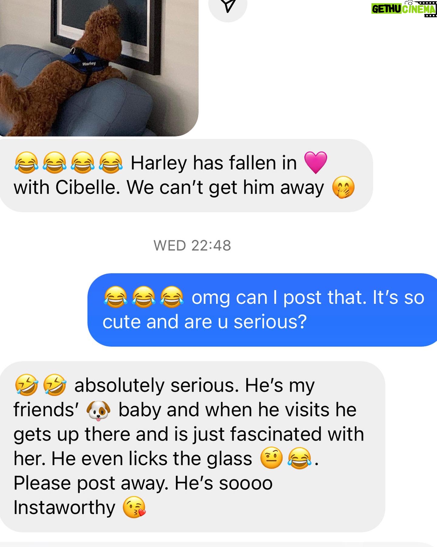 Poh Ling Yeow Instagram - Harley loves Cibelle. A lovely art customer just sent this to me and it’s made my day 🥰. Thanks for sharing @carolyncolbey 🌈 #ArtByPoh