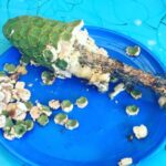 Poh Ling Yeow Instagram - Have you grown up around or own a monstera deliciosa (Swiss Cheese) plant? Soz, I say it incorrectly in this old video by calling it monsteria delicioso. Anyhoo, if in the ground, it will produce a fruit which takes a year to grow & ripen and it’s outrageously delicious. Warning tho - if you don’t wait until it is completely ripe, indicated by the ease with which the tiles fall off, the calcium oxilate crystals of the unripe fruit will leave a stinging feeling on your lips and in your mouth and throat. Once you know, you will notice the fruit everywhere - in ppls gardens and it public places, rarely ever getting picked so I’m not suggesting you should but I’ll just leave this thought here m’kay? 🤔……