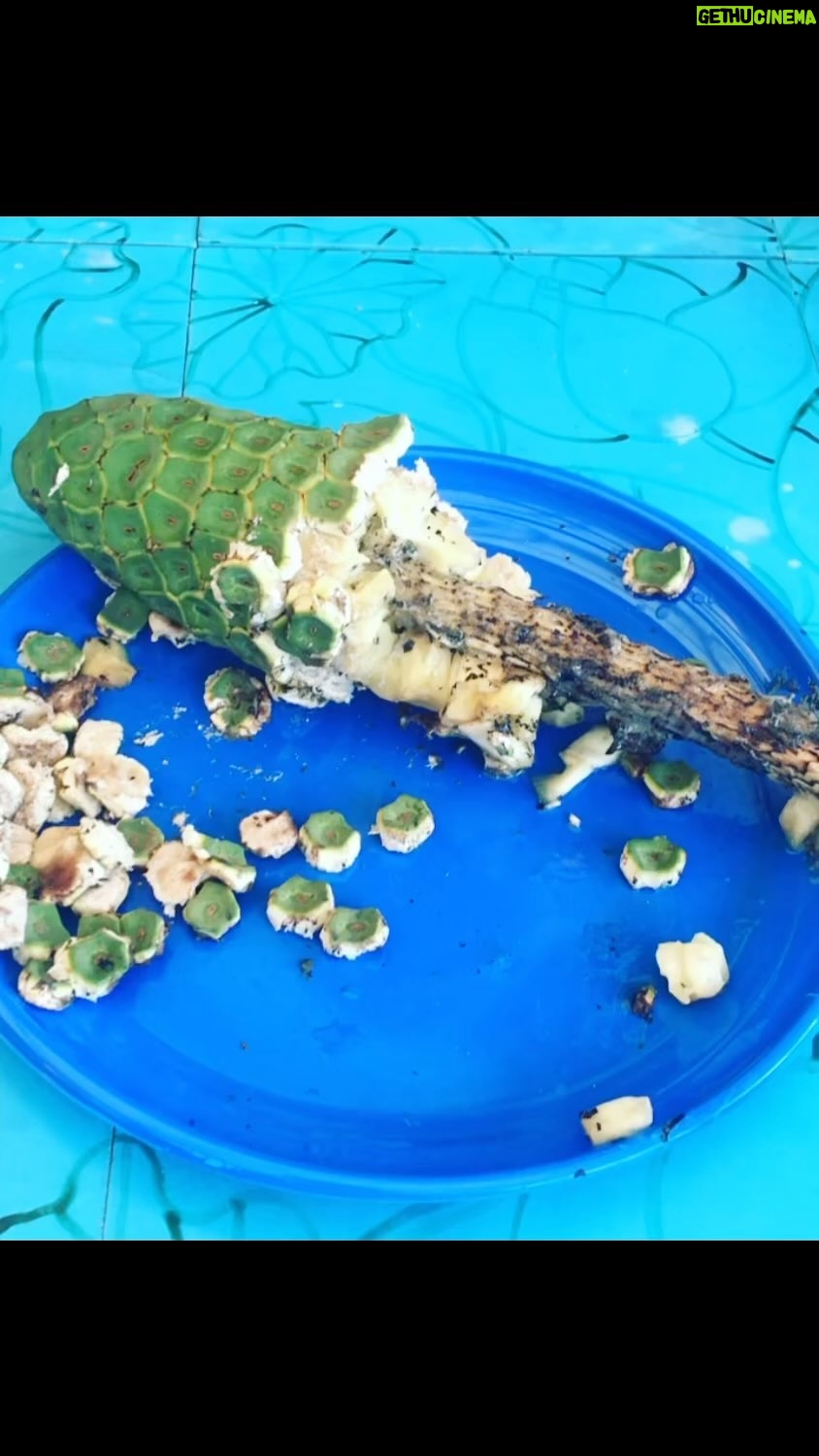 Poh Ling Yeow Instagram - Have you grown up around or own a monstera deliciosa (Swiss Cheese) plant? Soz, I say it incorrectly in this old video by calling it monsteria delicioso. Anyhoo, if in the ground, it will produce a fruit which takes a year to grow & ripen and it’s outrageously delicious. Warning tho - if you don’t wait until it is completely ripe, indicated by the ease with which the tiles fall off, the calcium oxilate crystals of the unripe fruit will leave a stinging feeling on your lips and in your mouth and throat. Once you know, you will notice the fruit everywhere - in ppls gardens and it public places, rarely ever getting picked so I’m not suggesting you should but I’ll just leave this thought here m’kay? 🤔……
