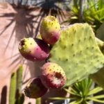Poh Ling Yeow Instagram - Have you ever tried prickly pear fruit? They’re a bit of project to peel (yes, tweezers nearby are a must) but on a warm day they are lovely and refreshing especially if chilled. In Australia they’re often left to rot so if you see some in your neighbourhood next Summer or even now there’s plenty around, you should knock on the owner’s door and I’m sure they’d be happy for you to pick some!