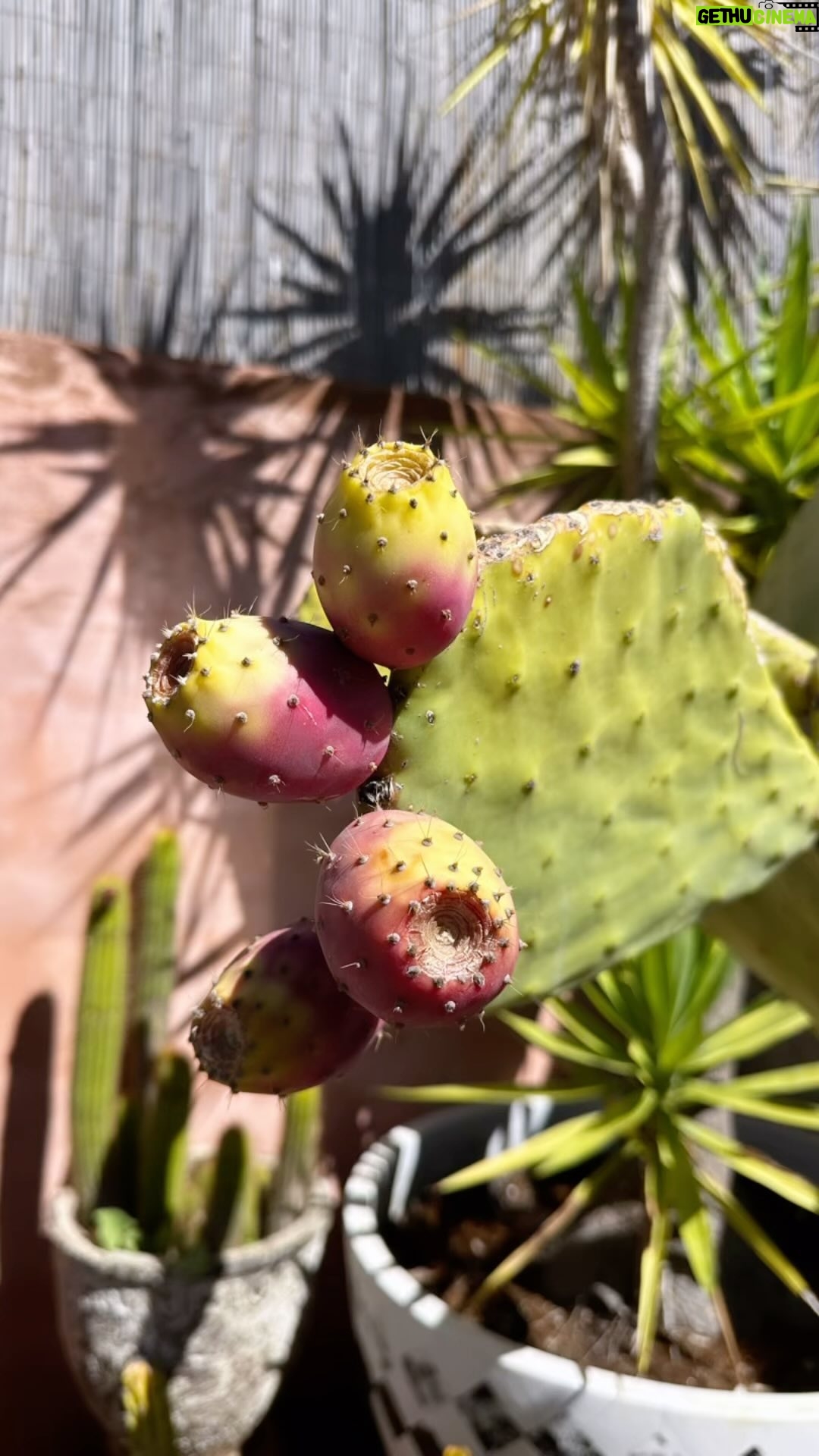 Poh Ling Yeow Instagram - Have you ever tried prickly pear fruit? They’re a bit of project to peel (yes, tweezers nearby are a must) but on a warm day they are lovely and refreshing especially if chilled. In Australia they’re often left to rot so if you see some in your neighbourhood next Summer or even now there’s plenty around, you should knock on the owner’s door and I’m sure they’d be happy for you to pick some!