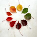 Poh Ling Yeow Instagram - Walk finds - how is it autumn already?