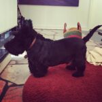 Poh Ling Yeow Instagram - This is what happens when your folks never bought you a “My Lil Pony”. Miss u Rhino 🖤
