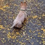 Poh Ling Yeow Instagram - Walk finds - how is it autumn already?