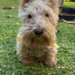 Poh Ling Yeow Instagram - What can I say. He’s an enigma 🦄 #rhinoandtim #scottie #wheatenscottie #scottishterrier #scottishterriersofinstagram #scottiesofinstagram #dogsofinstagram