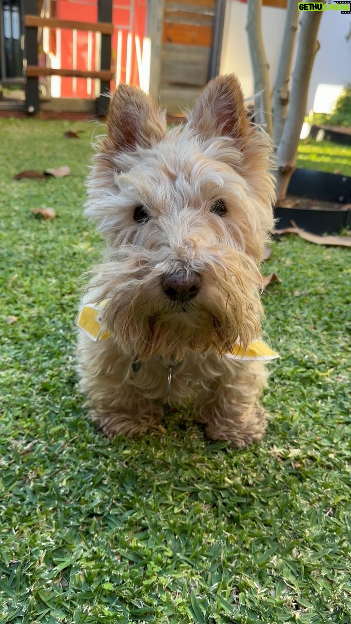 Poh Ling Yeow - 7.3K Likes - What can I say. He’s an enigma 🦄
#rhinoandtim #scottie #wheatenscottie #scottishterrier #scottishterriersofinstagram #scottiesofinstagram #dogsofinstagram