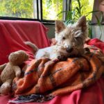 Poh Ling Yeow Instagram - Tim’s left eyebrow has been having a bad hair day for over a week 🥸 #rhinoandtim #wheatenscottie #scottie #scottishterrier #scottishterriersofinstagram #dogsofinstagram